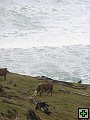 thn_The Catlins Coast 005.jpg